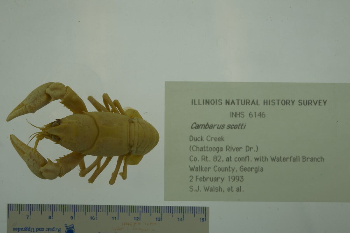 Cambarus scotti image